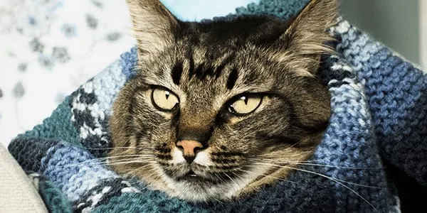 A tabby cat wrapped in a blanket.