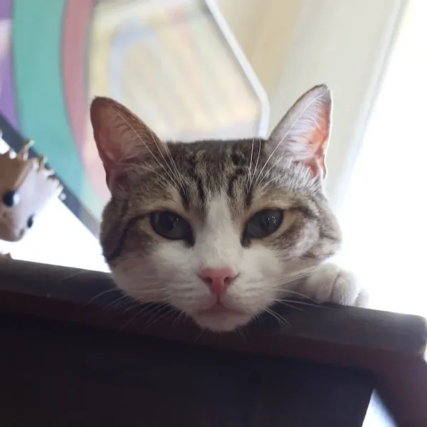 A cat is lying on top of a wooden table.