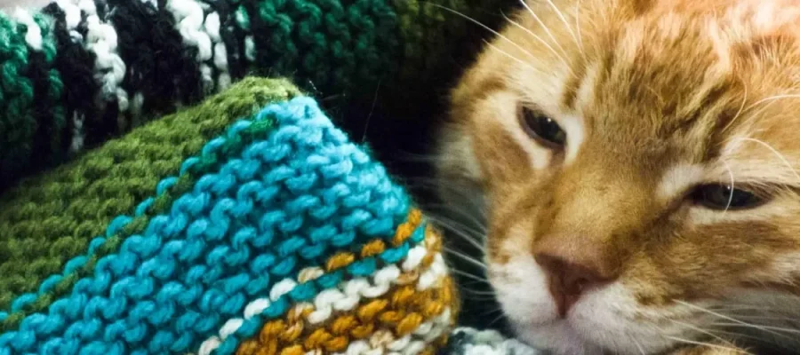 susam An orange tabby cat lies under a colorful knitted blanket with green, blue, yellow, and white stripes. The cat looks relaxed and slightly sleepy, resting its head on the blanket with cozy, contented eyes.