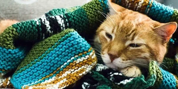 A cat laying in a blanket on a couch.
